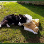 Como perro y gato